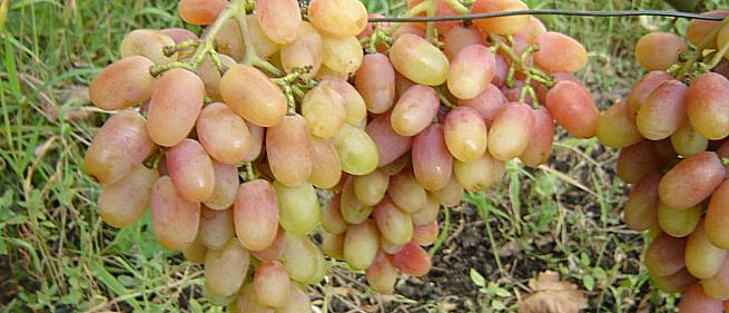 Очень ранний cорт винограда Николь от -Бурдак А. В. фото id: 2101385976