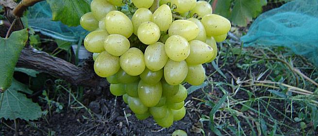 Ранний cорт винограда Анжур  от -Карпушев А.В. фото id: 1057552302