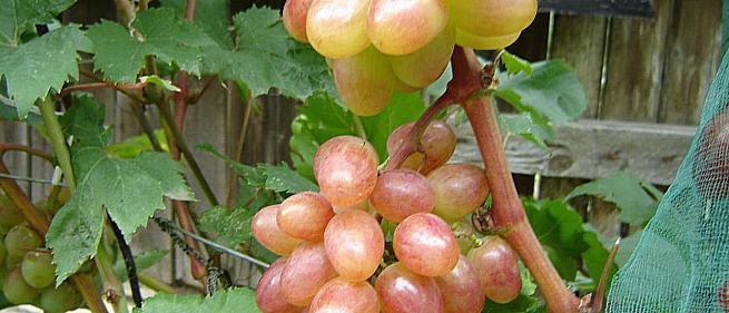 Ранний cорт винограда Амелия от -Карпушев А.В. фото id: 1323373380