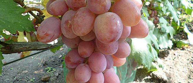 Раннесредний cорт винограда  Анюта от -Крайнов В. Н. фото id: 1517276782