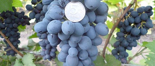 Очень ранний cорт винограда Кишмиш Аттика от Кишмиши фото id: 572887936