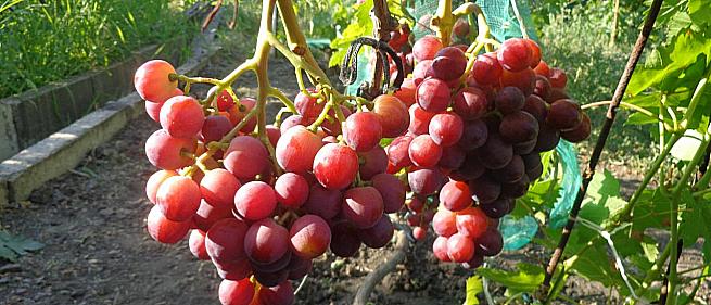 Сорта и гибридные формы винограда от Павловского Е. Г.