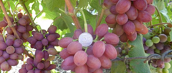 Ранний cорт винограда Богема от -Загорулько В. В. фото id: 74584296