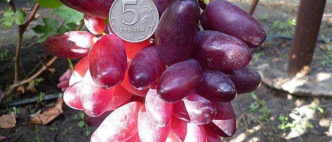Раннесредний cорт винограда Бьютифул Фингерс от -Япония Китай фото id: 1290361214