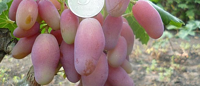 Сорта и гибридные формы винограда от Бурдак А. В.