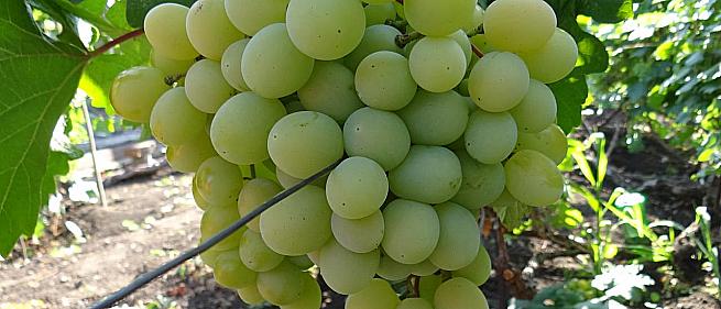 Ранний cорт винограда Талисман (Кеша 1) от Столовые сорта и ГФ фото id: 1001704174