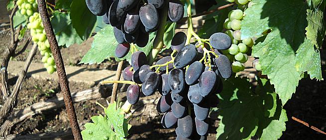 Очень ранний cорт винограда Ранняя надежда от -Голуб фото id: 338112030