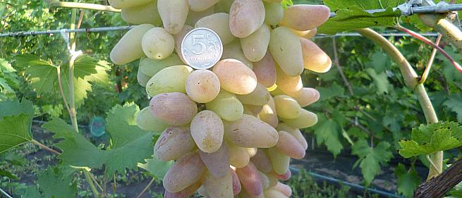 Раннесредний cорт винограда Фиеста от -Карпушев А.В. фото id: 2124194910