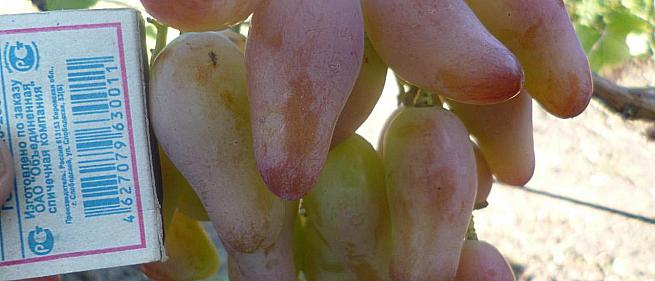 Раннесредний cорт винограда Фламенко от -Карпушев А.В. фото id: 1807155122