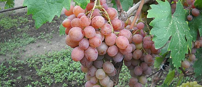 Очень ранний cорт винограда Хамелеон от -Вишневецкий фото id: 1497189581