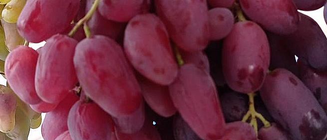 Ранний cорт винограда Джек-Пот от -Столовые сорта и ГФ фото id: 1474642885