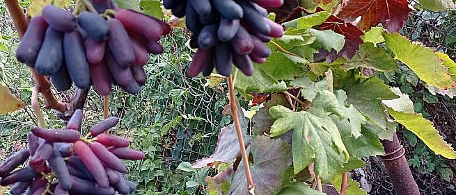 Раннесредний cорт винограда Аватар от -Кишмиши фото id: 1615015336