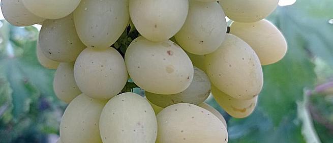 Ранний cорт винограда Джокер (Кашич) от -Столовые сорта и ГФ фото id: 782102923