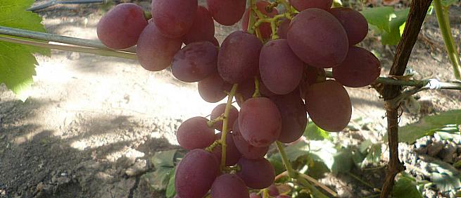 Очень ранний cорт винограда Изумление от -Столовые сорта и ГФ фото id: 693157770