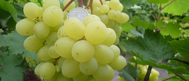 Очень ранний cорт винограда Цимус от -Пысанка О.М. фото id: 1749938276