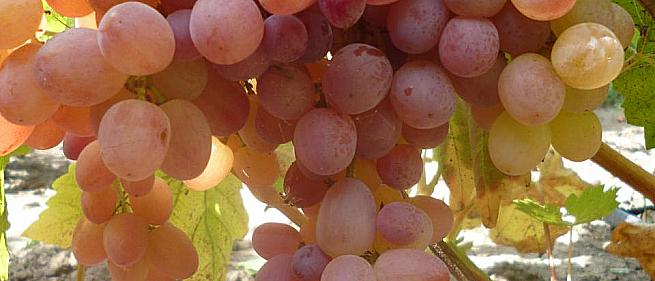 Очень ранний cорт винограда Кишмиш Велес от -Кишмиши фото id: 2128589508