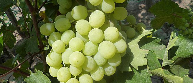 Средний cорт винограда Кишмиш Принцесса от Кишмиши фото id: 1690902288