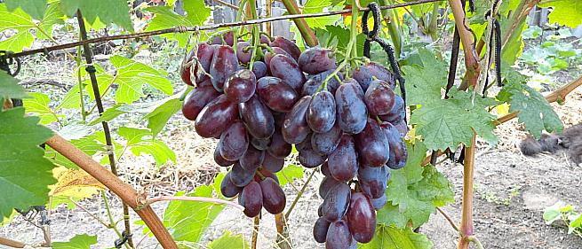 Средний cорт винограда Кинджер от -Карпушев А.В. фото id: 1582935457