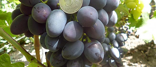 Очень ранний cорт винограда Краса Балок от -Столовые сорта и ГФ фото id: 852557552