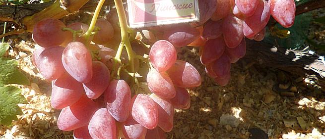 Очень ранний cорт винограда Криптон от -Карпушев А.В. фото id: 414259419