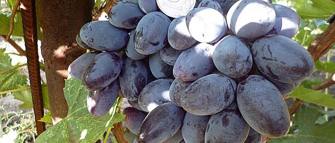 Средний cорт винограда Осенний чёрный от -Столовые сорта и ГФ фото id: 201705847