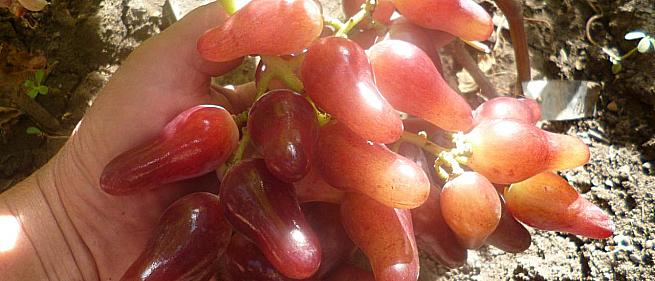 Ранний cорт винограда Оскар от -Карпушев А.В. фото id: 1875741137
