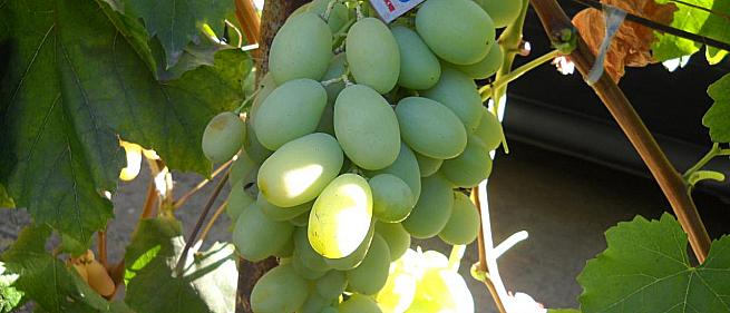 Сорта и гибридные формы винограда от Литвинова Г. М.