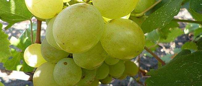 Ранний cорт винограда Озон от -Павловский Е. Г. фото id: 2010414277