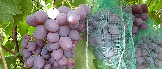 Лучшие сорта винограда крайнова: посадка и уход