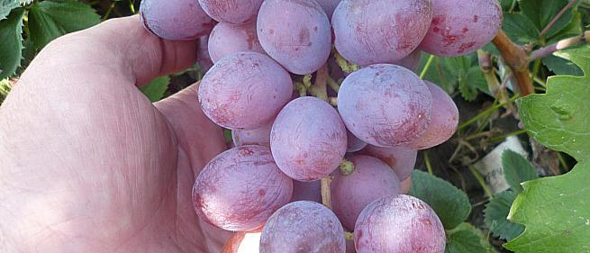 Ранний cорт винограда Кречет от -Криуля С.и Китайченко А. фото id: 323168995