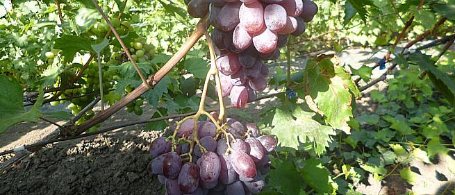 Ранний cорт винограда Урум от -Столовые сорта и ГФ фото id: 1967585622