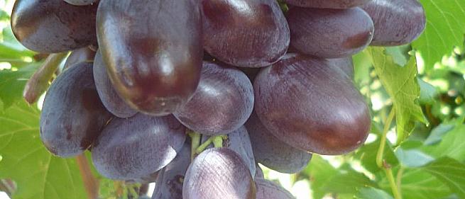 Раннесредний cорт винограда Алвика от -Калугин В. М. фото id: 157747803