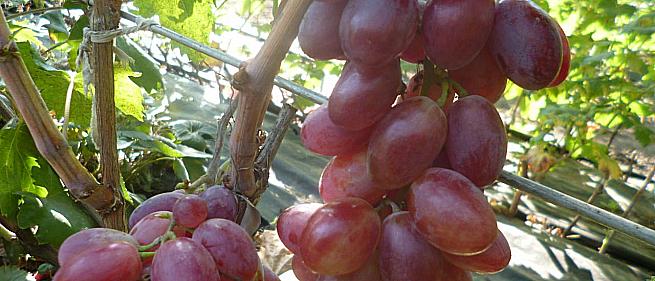 Очень ранний cорт винограда Огненный от -Калугин В. М. фото id: 2109830034