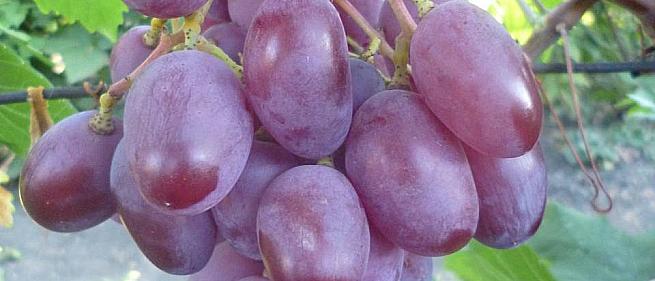 Ранний cорт винограда Красная пуля  от -Калугин В. М. фото id: 282839629