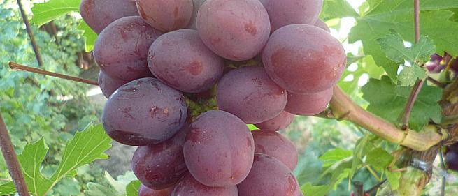 Очень ранний cорт винограда Ирис от -Криуля С.и Китайченко А. фото id: 1732621269