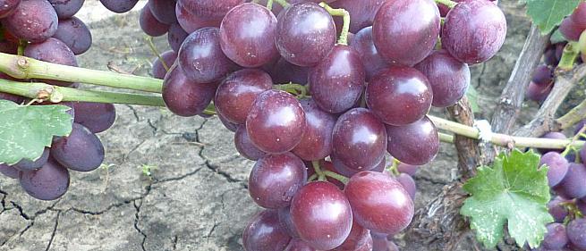 Очень ранний cорт винограда Катюша от -Калугин В. М. фото id: 629135708