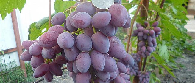 Очень ранний cорт винограда Малиновая заря от -Криуля С.и Китайченко А. фото id: 58952428
