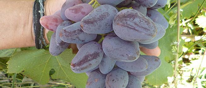 Очень ранний cорт винограда Перцовый Черный от -Калугин В. М. фото id: 1210099643