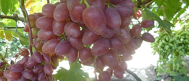 Ранний cорт винограда Полонез 50 от -Пысанка О.М. фото id: 1214805294
