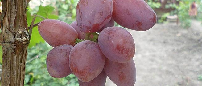 Очень ранний cорт винограда Велюр от -Криуля С.и Китайченко А. фото id: 1435093673