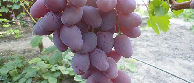 Ранний cорт винограда Бари от -Карпушев А.В. фото id: 2081960315