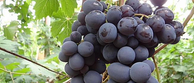 Очень ранний cорт винограда Подарок Несветая от -Павловский Е. Г. фото id: 458471712