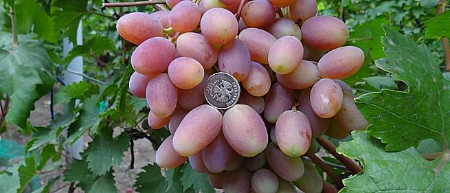 Ранний cорт винограда Преображение от -Крайнов В. Н. фото id: 1281587853