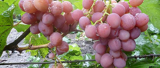 Очень ранний cорт винограда Румын от -Гусев Сергей Эдуардович фото id: 747578213