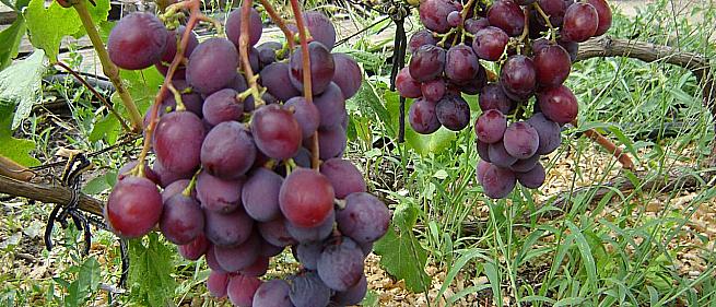 Очень ранний cорт винограда Рудик  (B-15-10) от -Павловский Е. Г. фото id: 79734722