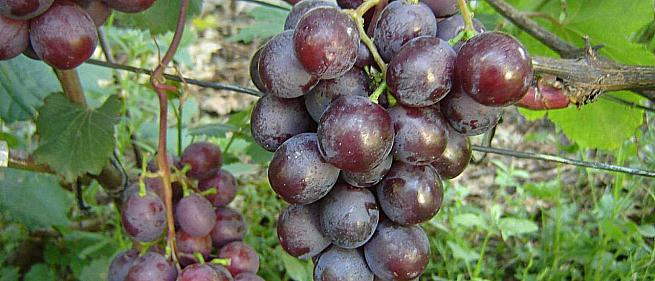 Очень ранний cорт винограда Тюльпан от -Павловский Е. Г. фото id: 163111205