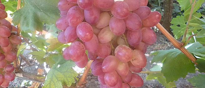 Очень ранний cорт винограда Ух-ты от -Столовые сорта и ГФ фото id: 1677517192
