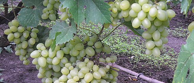 Ранний cорт винограда Валёк от -Вишневецкий фото id: 112238974