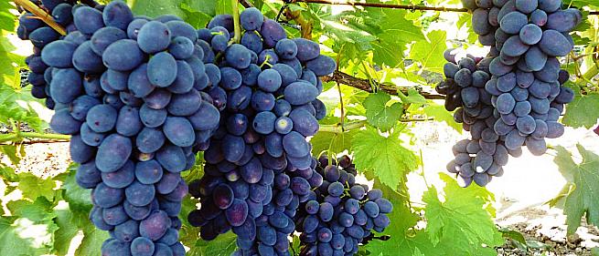 Лучшие сорта винограда загорулько: посадка и уход