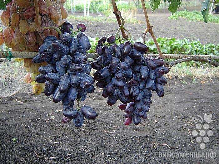 Ранний cорт винограда Эталон от -Павловский Е. Г. фото id: 1085922804
